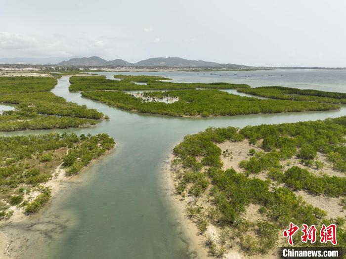 探访海南红树林：生态修复再造“海上森林”