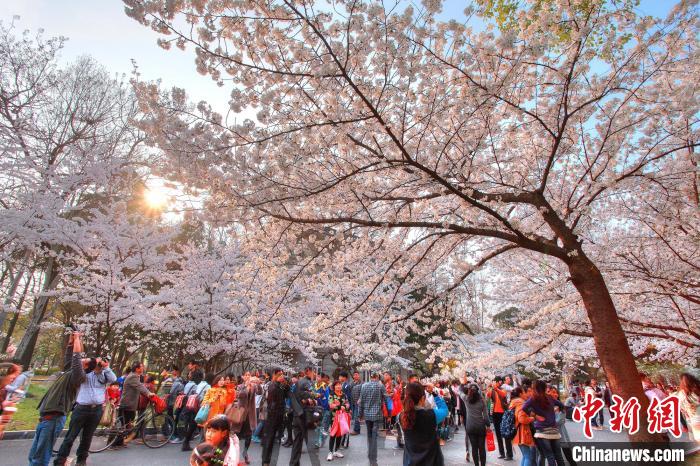 南京迎浪漫“樱花季”：“追花人”进校园向春而行