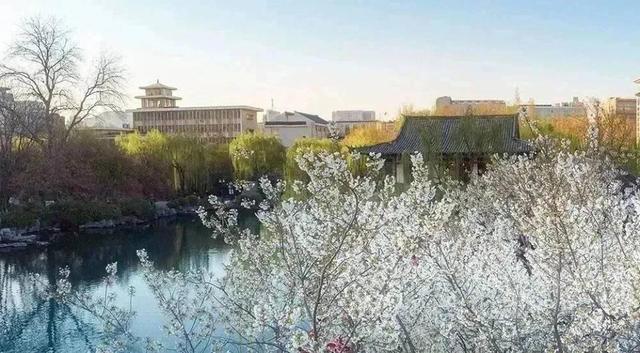 跟着旅发大会游山东 | “樱”你而来，美！