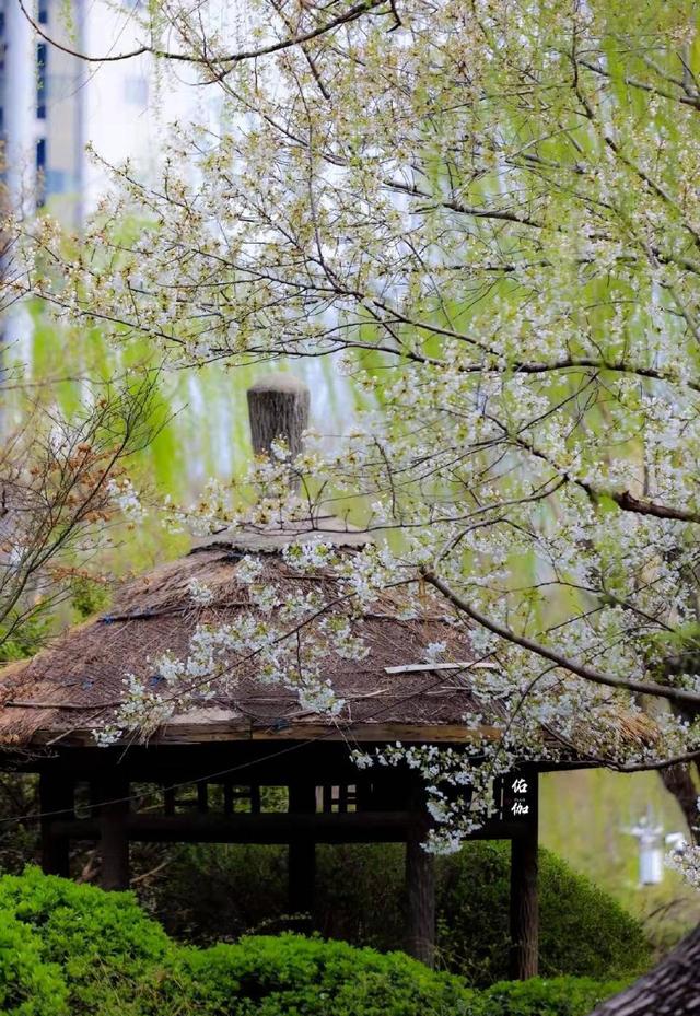 跟着旅发大会游山东 | “樱”你而来，美！