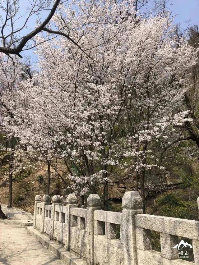 跟着旅发大会游山东 | “樱”你而来，美！