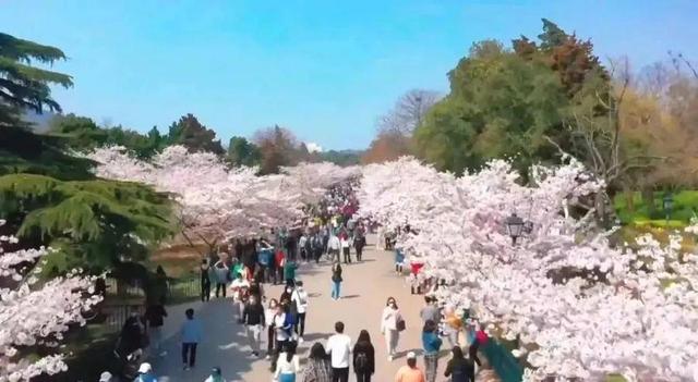 跟着旅发大会游山东 | “樱”你而来，美！