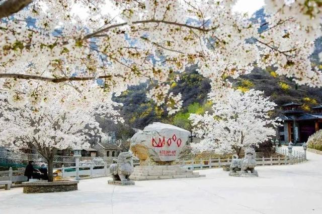 跟着旅发大会游山东 | “樱”你而来，美！