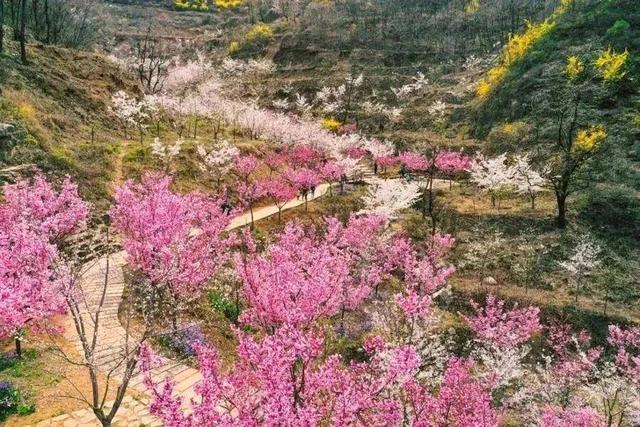 跟着旅发大会游山东 | “樱”你而来，美！