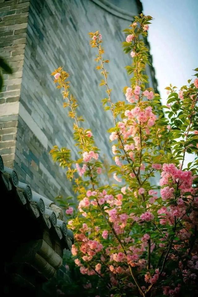 跟着旅发大会游山东 | “樱”你而来，美！