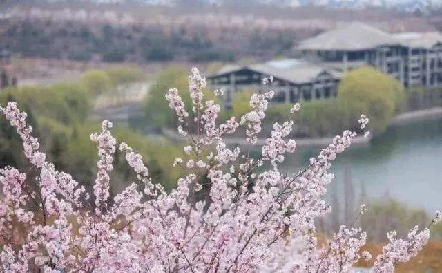 跟着旅发大会游山东 | “樱”你而来，美！
