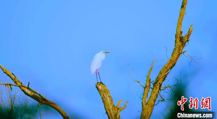 塔里木河流域候鸟蹁跹 展现盎然春意