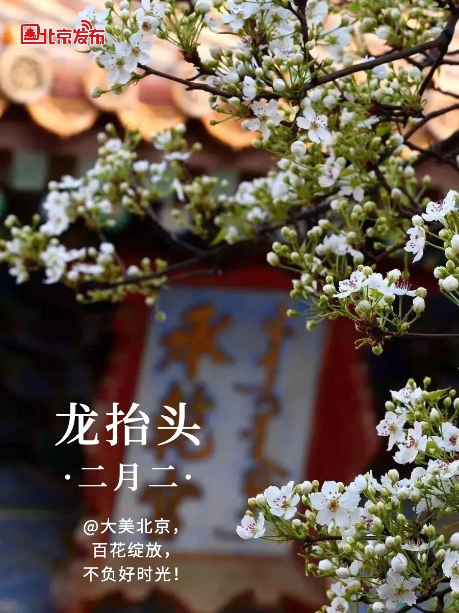 二月二，龙抬头！在北京，见证争分夺秒的春天！
