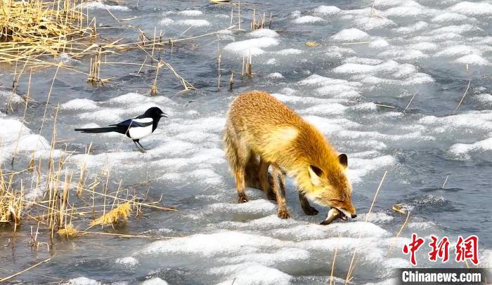 吉林波罗湖保护区白天罕见拍到赤狐