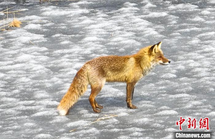吉林波罗湖保护区白天罕见拍到赤狐