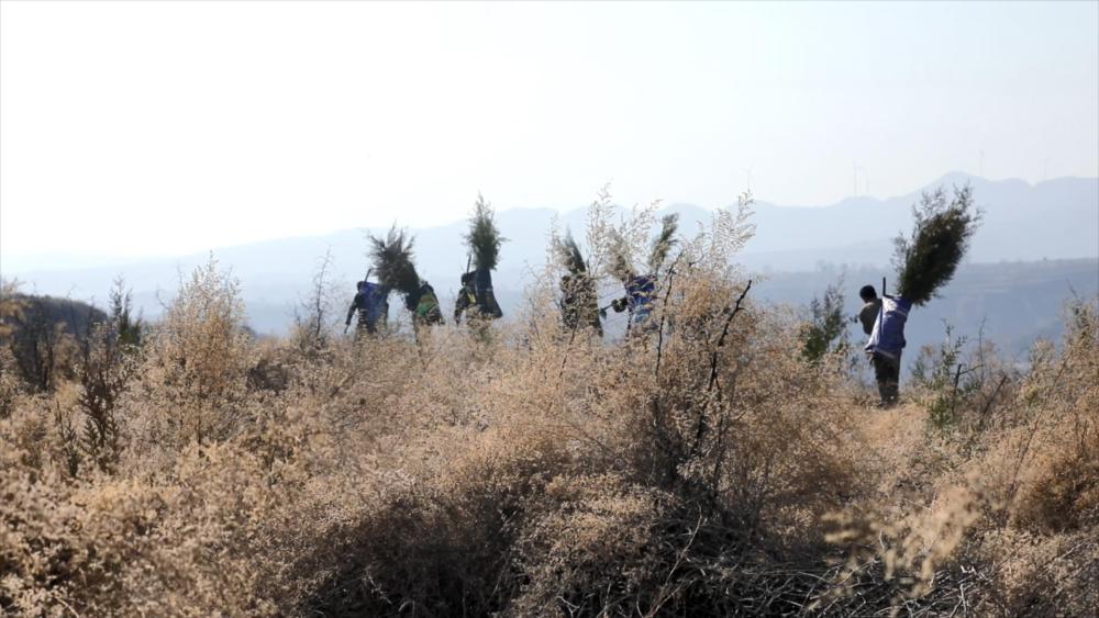 “不留一寸荒山”——陕西宜川“悬崖造林队”种树记