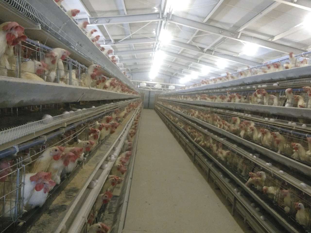 我和我的村丨创造“鸡”遇 “啄”出新路