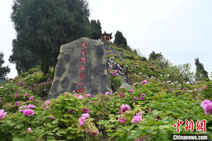 重庆垫江：丹皮产业如何为国色“添”香？