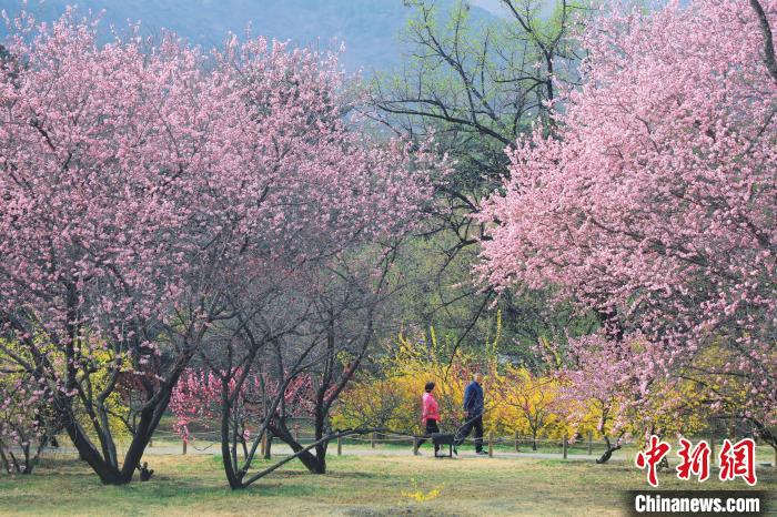 赏春踏青品习俗 北京市属公园推出47项清明游园活动