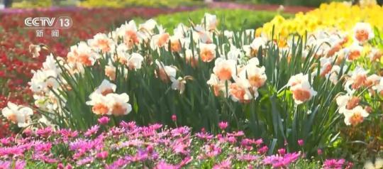 寻觅乡村野趣 “赏花经济”玩出新“花”样