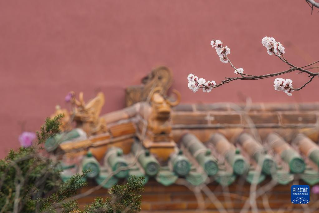 沈阳故宫 花开引游人