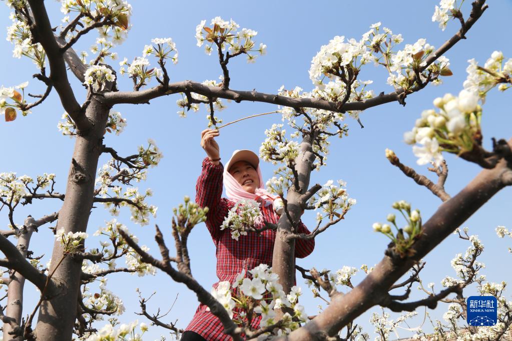 清明时节农事忙