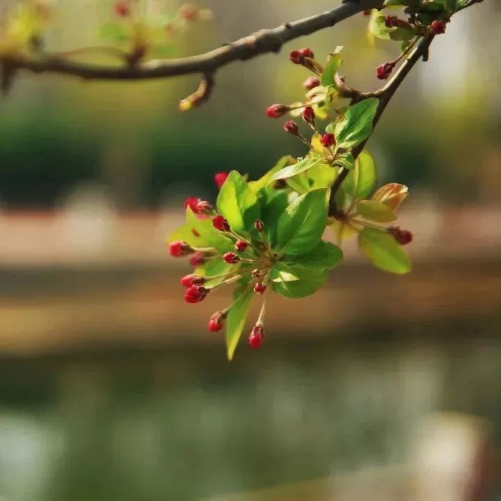 打卡望京海棠花溪，你要的诗和远方就在这里