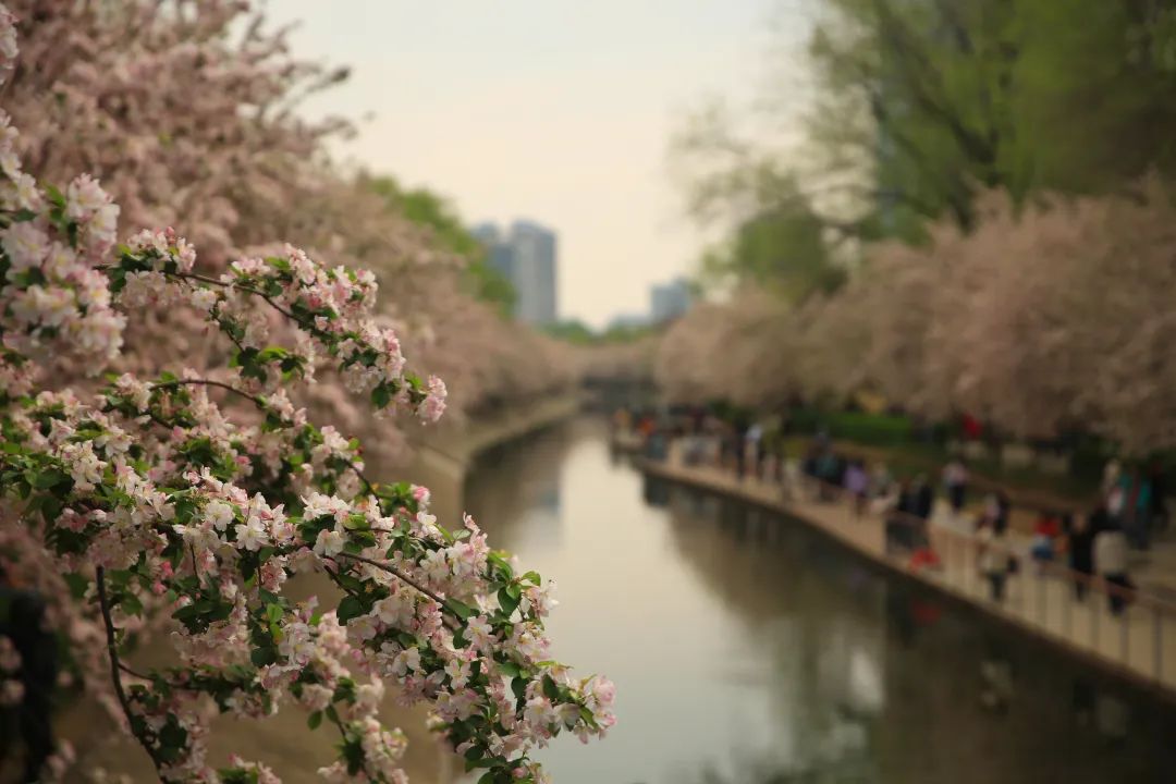 打卡望京海棠花溪，你要的诗和远方就在这里