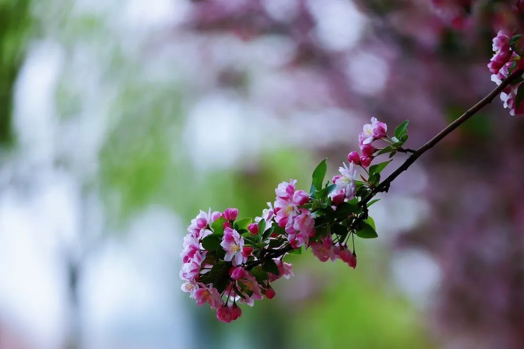 打卡望京海棠花溪，你要的诗和远方就在这里