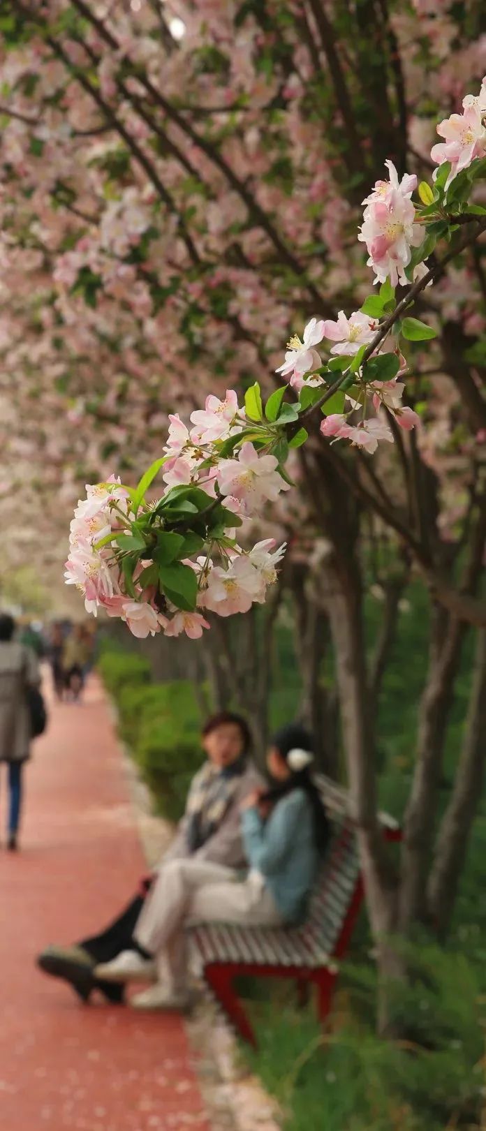 打卡望京海棠花溪，你要的诗和远方就在这里
