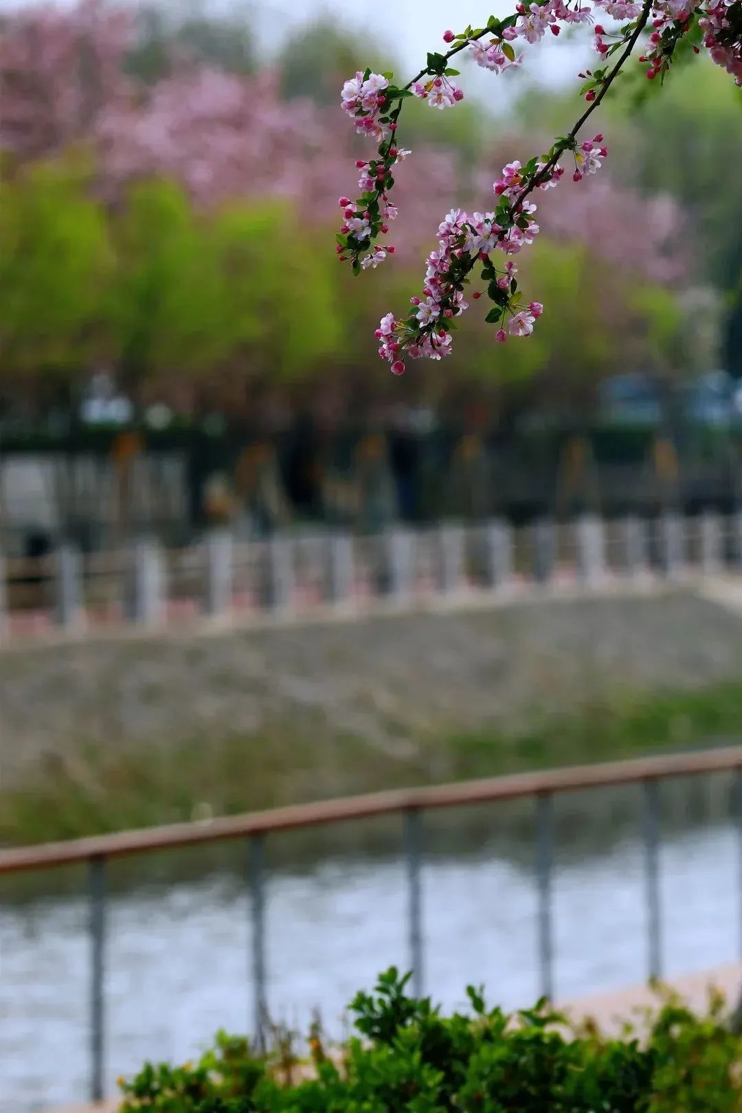 打卡望京海棠花溪，你要的诗和远方就在这里