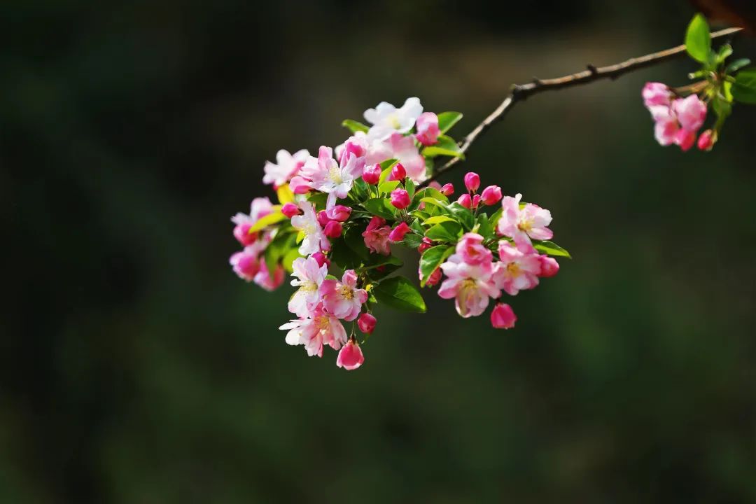 打卡望京海棠花溪，你要的诗和远方就在这里