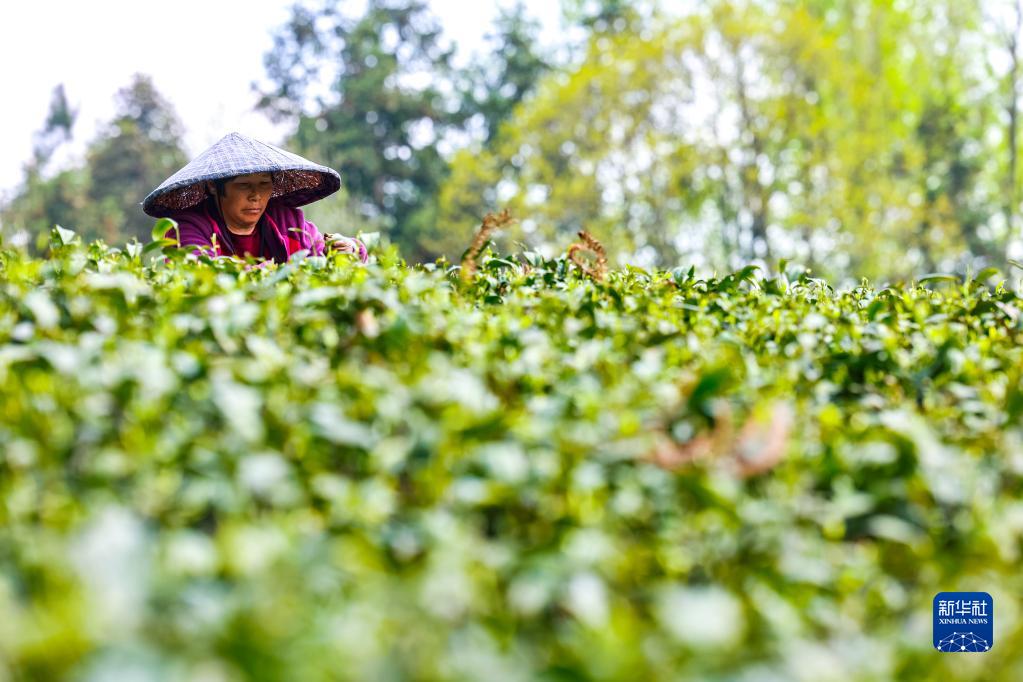新华全媒+丨万亩茶海里，一片清明茶的成材之旅
