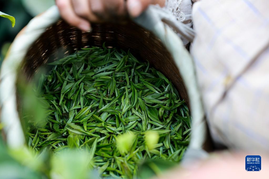 新华全媒+丨万亩茶海里，一片清明茶的成材之旅