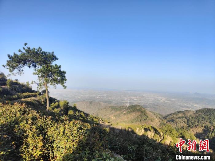 通讯：大别山“守茶人”的接续传承