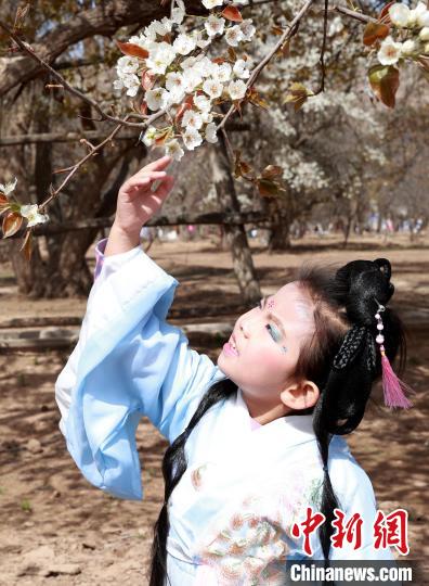 宁夏中卫：梨花飘香黄河岸