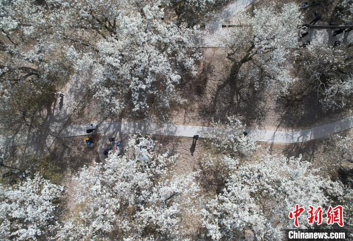 宁夏中卫：梨花飘香黄河岸