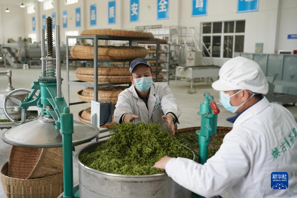 陕西安康：茶旅融合促发展