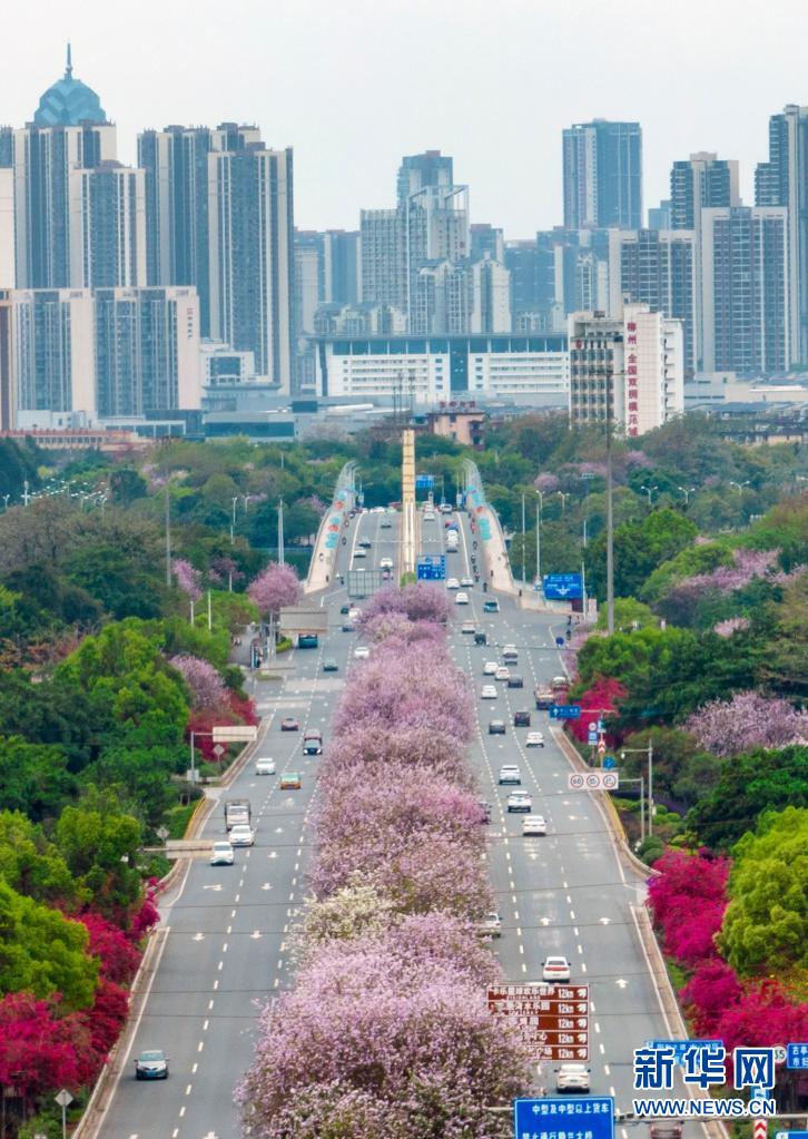 广西柳州：粉色“花路”景如画