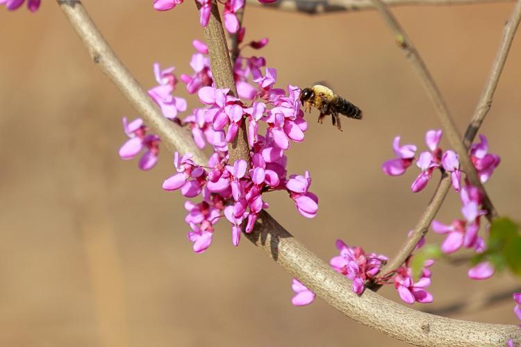 滕州：紫荆花开 春风拂来