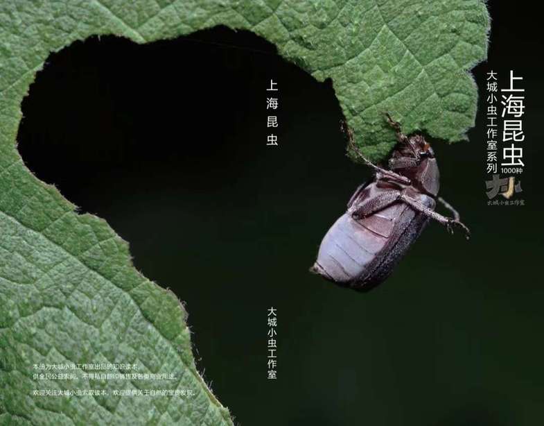 大城市里寻小虫儿 上海自然博物馆启动“上海昆虫家谱”公民科学项目