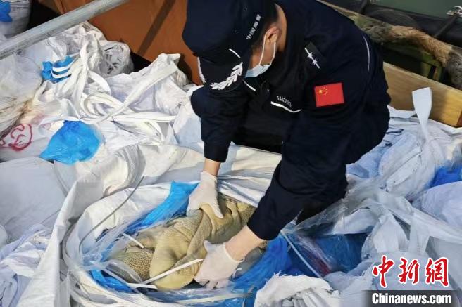 福州海警查获涉嫌走私牛肚约15000公斤