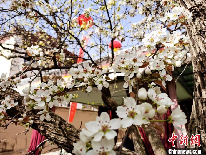 高原小城尖扎打造“青海民宿第一县”：向春而行，美美与共