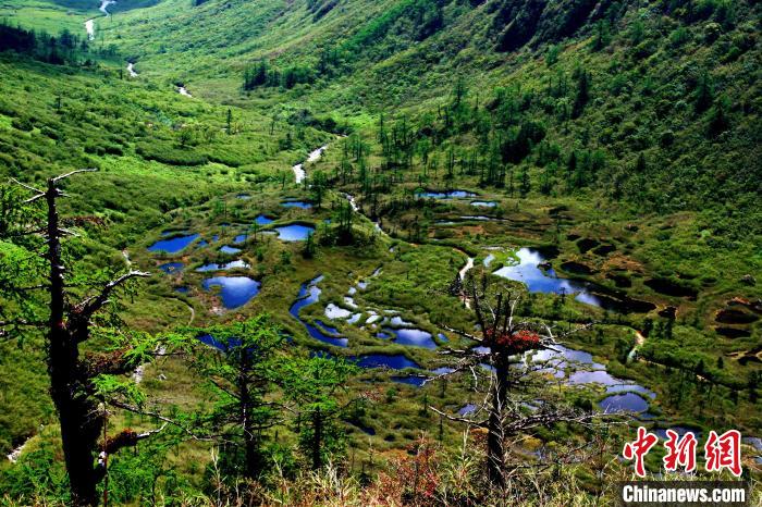 云南保山：230种国家保护野生动物受到严格保护