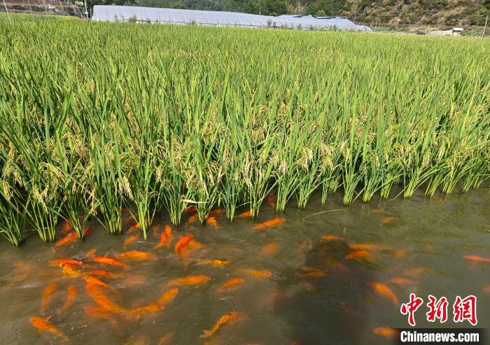 浙江乡村观察:“双碳”实践如何促农增收致富?