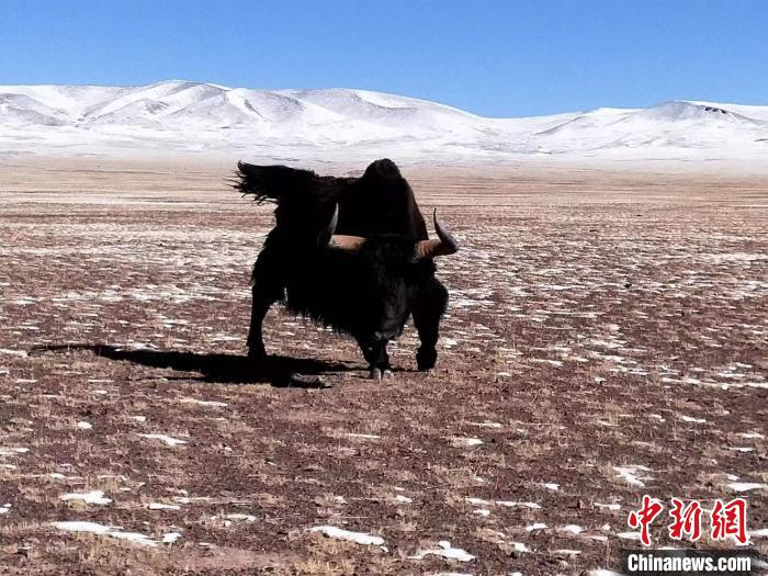 西藏那曲深入无人区 巡护监测羌塘国家级保护区