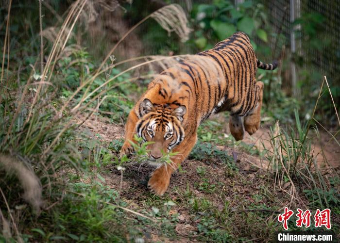广东建立9个国家级野生动植物保护中心