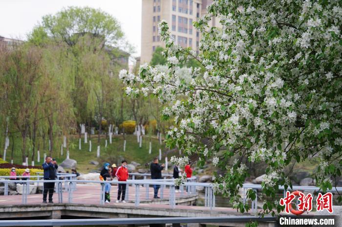 图为市民在海棠公园内观花赏景，品闻花香。　马铭言 摄