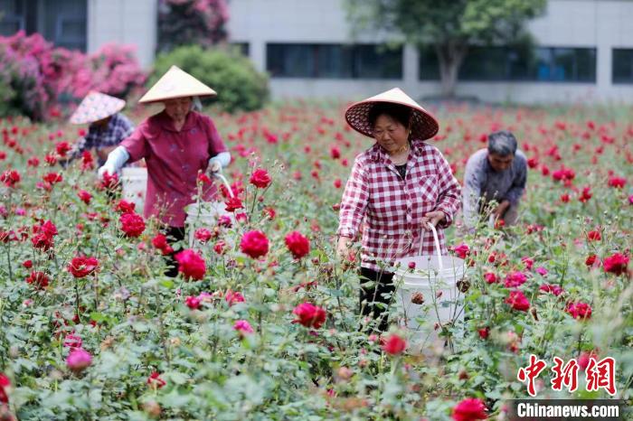 安徽黄山：“玫瑰经济”助力乡村振兴