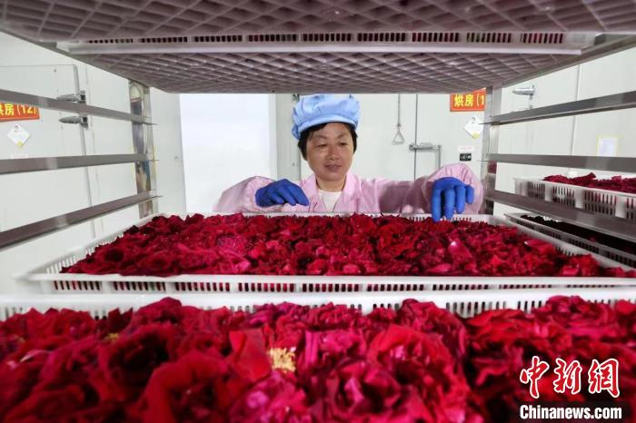 安徽黄山：“玫瑰经济”助力乡村振兴