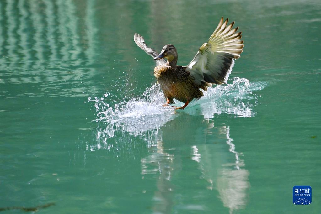 立夏：拉鲁湿地鸟欢腾