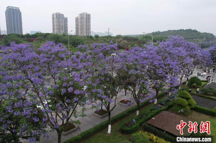 绽放的蓝花楹将重庆街道装扮成“梦幻花海”。　周毅 摄
