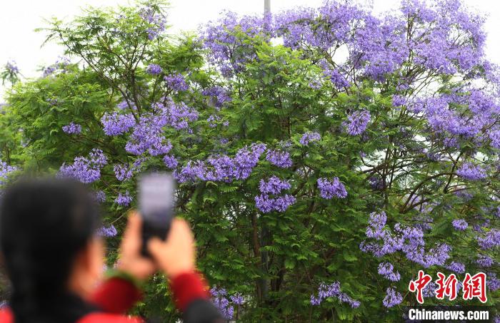 重庆街头蓝花楹绽放吸引市民驻足拍照。　周毅 摄