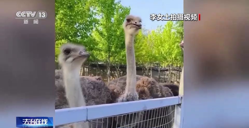 游客行为过了火 动物“很受伤” 不文明行为怎么治？