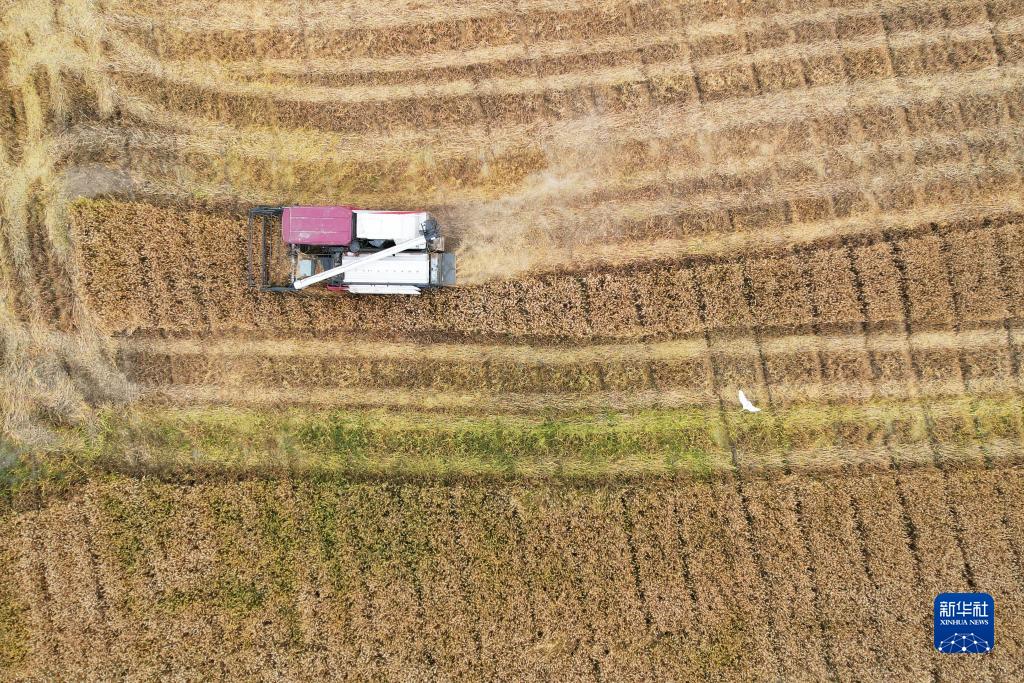 收获在希望的田野上